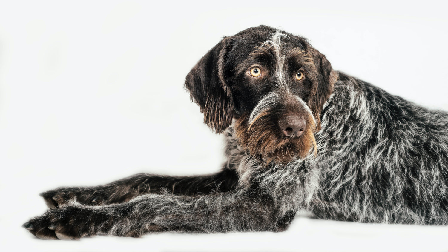 Dogs - PetX - Online