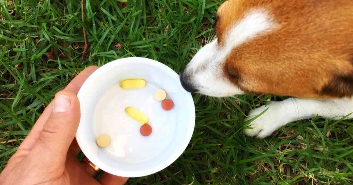 Dog Medications PetX Online