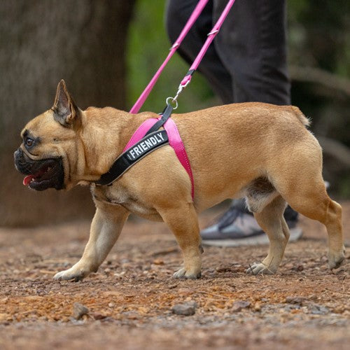 Rogz Utility Letzgo Personalized Harness