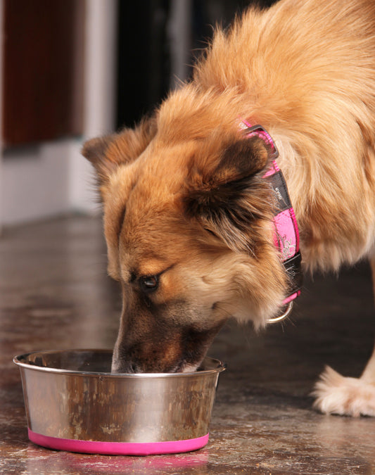 Rogz Slurp Dog Bowl