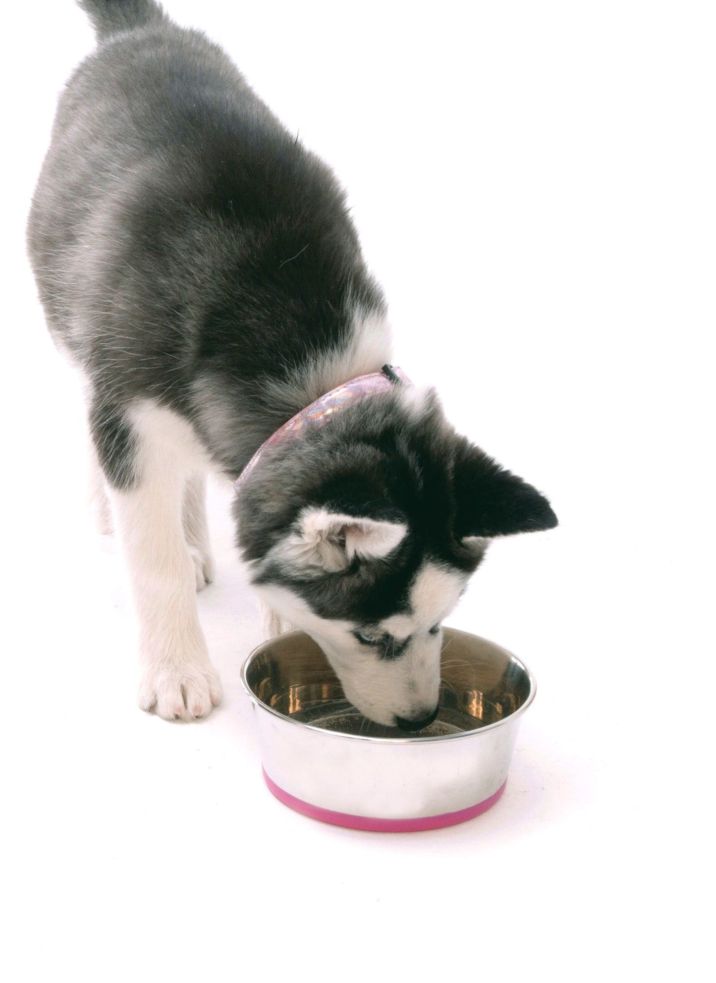Rogz Slurp Dog Bowl