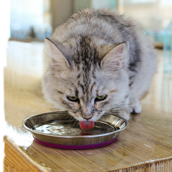 Rogz Anchovy Cat Bowl