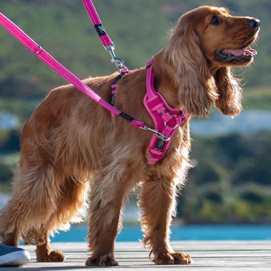 Rogz Classic Control Harness - PetX - Online