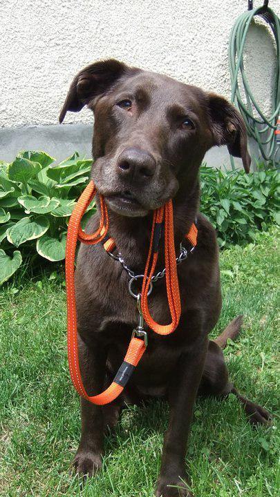 Rogz Classic Reflective Web Lead - PetX - Online