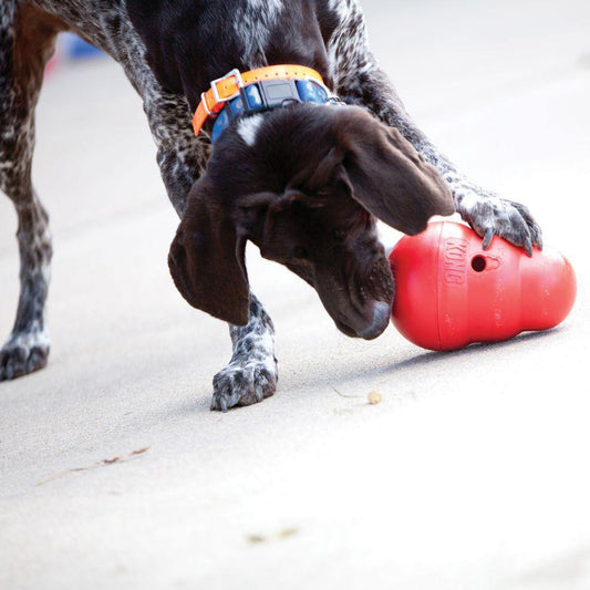 Kong Wobbler Dog Treat Toy - PetX - Online