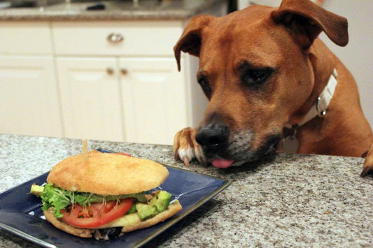 Human Foods That Are Dangerous for Your Dog