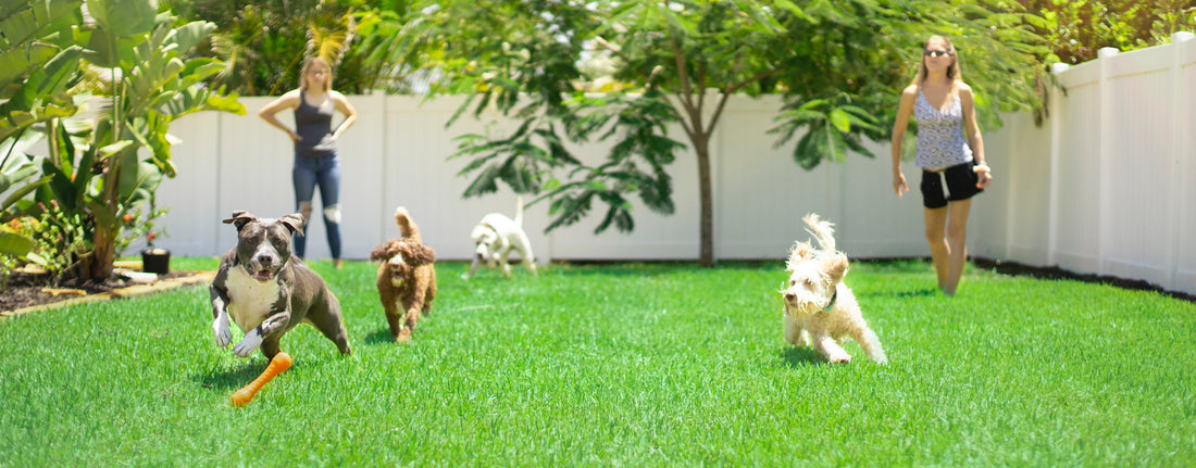 Why playing with our DOGS are so important
