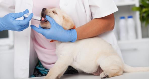 Dog getting dewormed