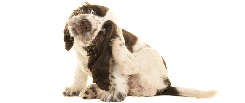 Dog Tick & Flea Control