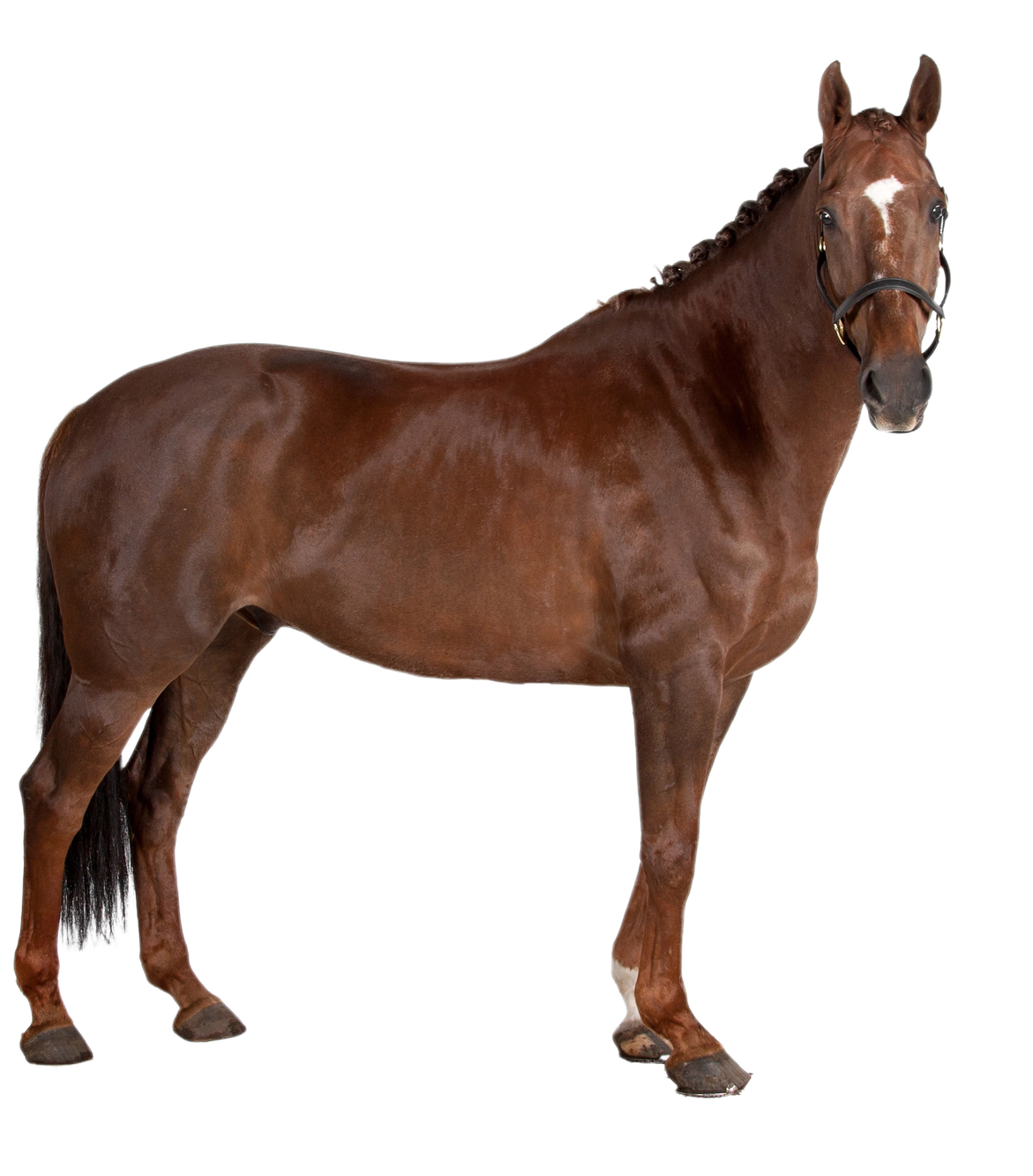 Horses - PetX - Online