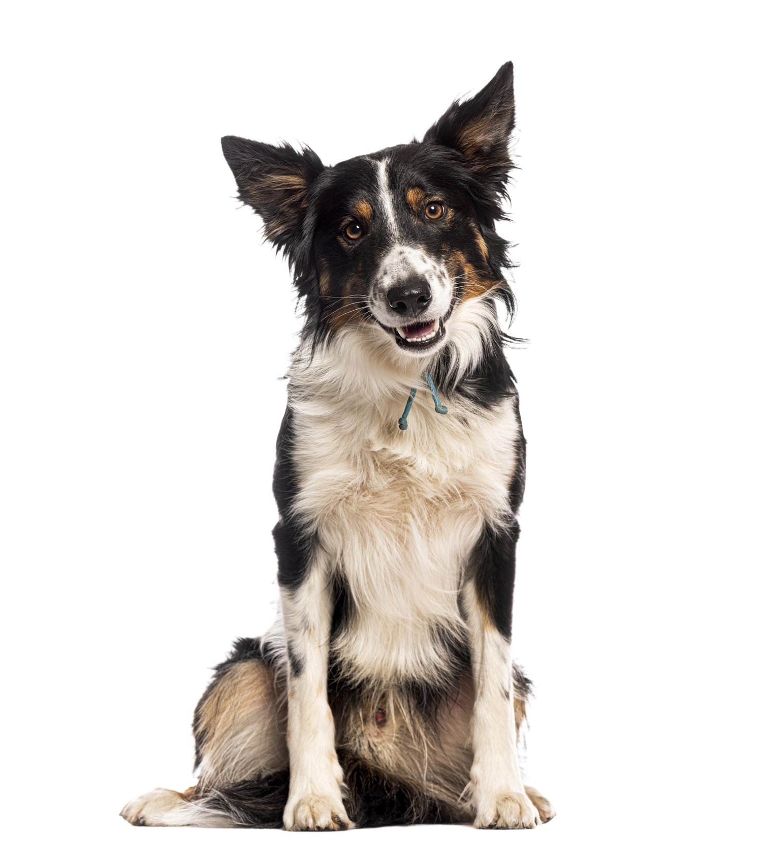 Dogs - PetX - Online