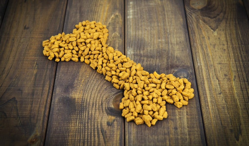 Dog Nutrition