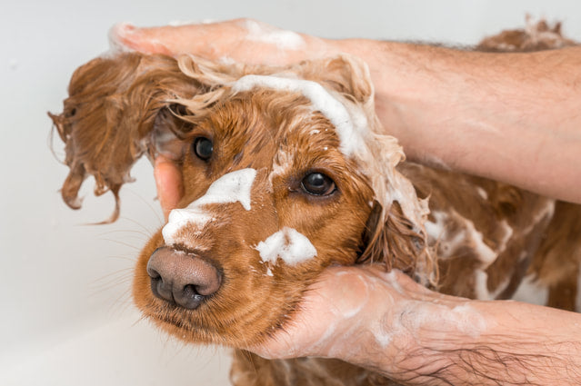 Dog Grooming