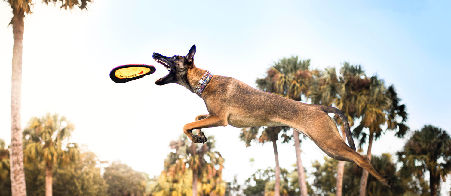 Dog Toys