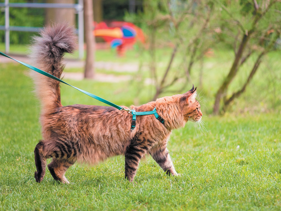 Collars & Harnesses