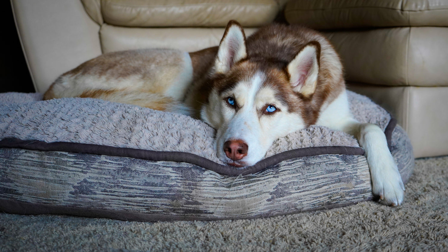 Dog Beds