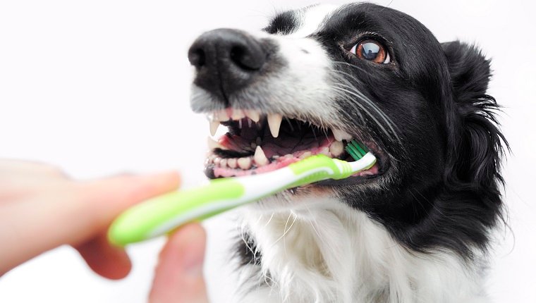 Dog Oral Care