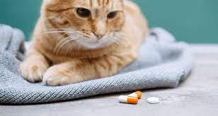 Cat Medications