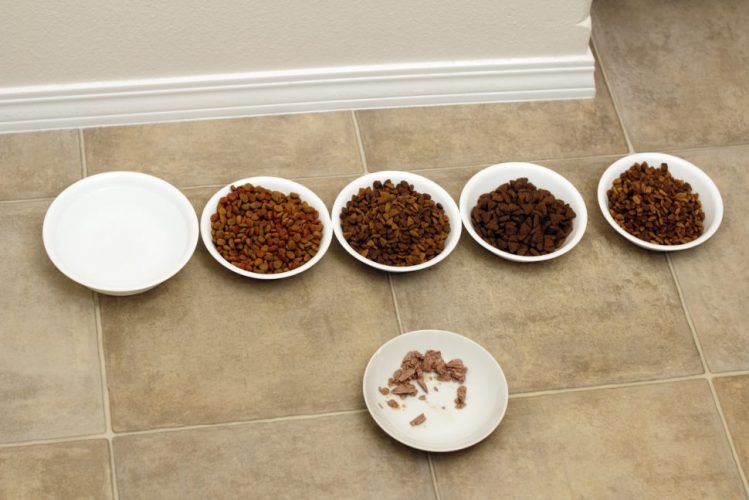 Cat Nutrition