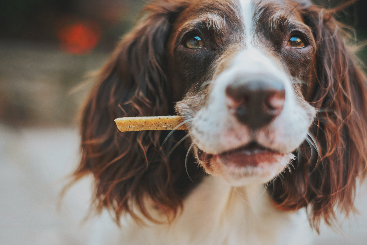 Dog Treats