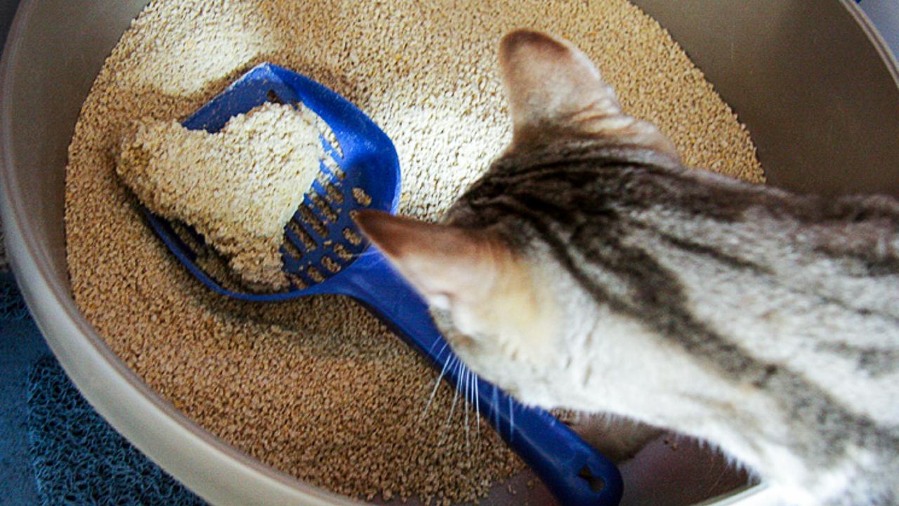 Cat Litter & Hygiene