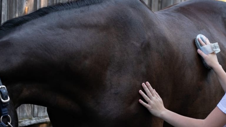 Horse Grooming & Coat Care