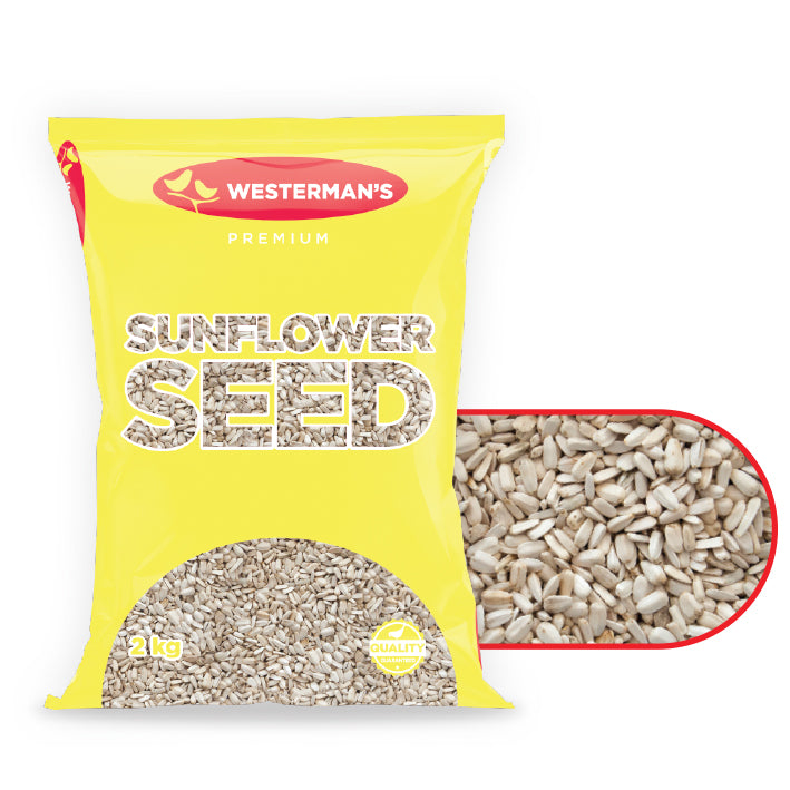 Westerman's White Sunflower