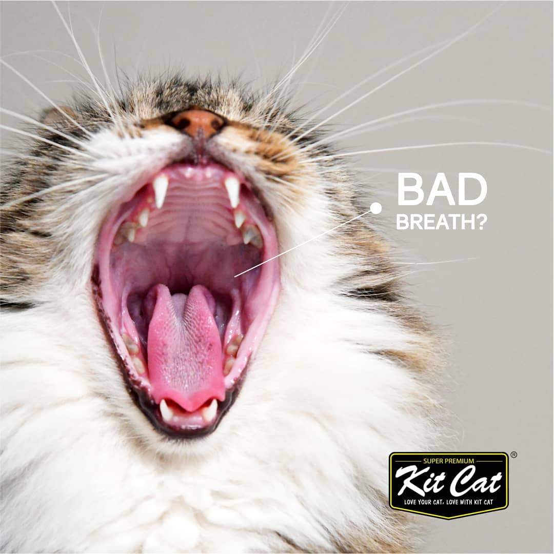 Kit Cat BreathBites