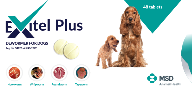 Exitel Plus Dewormer for Dogs (each) - PetX - Online