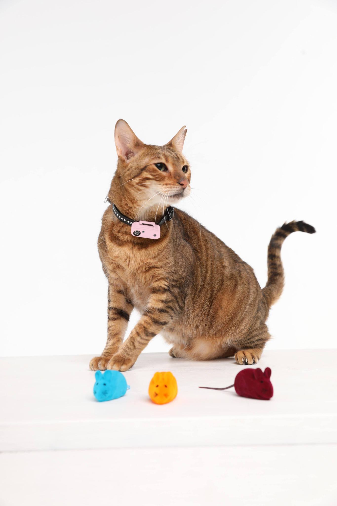 Tickless Mini Cat
