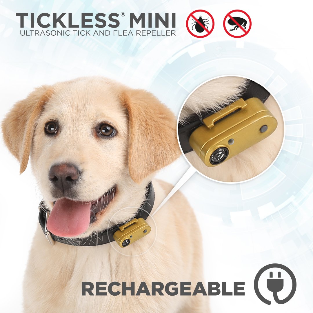 Tickless Mini Dog