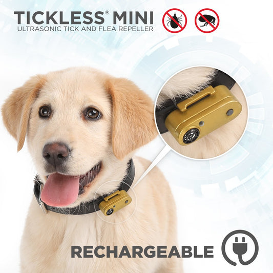 Tickless Mini Dog