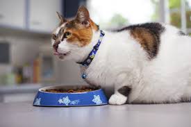 Rogz Fishcake Cat Bowl