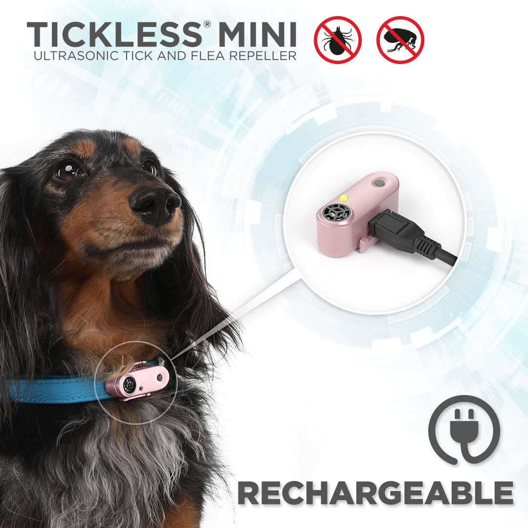 Tickless Mini Dog